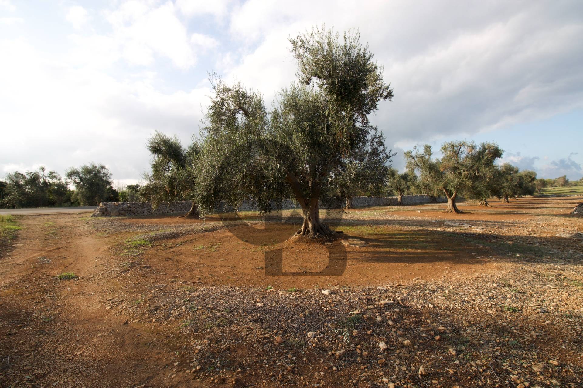 Terreno agricolo — San Vito dei Normanni