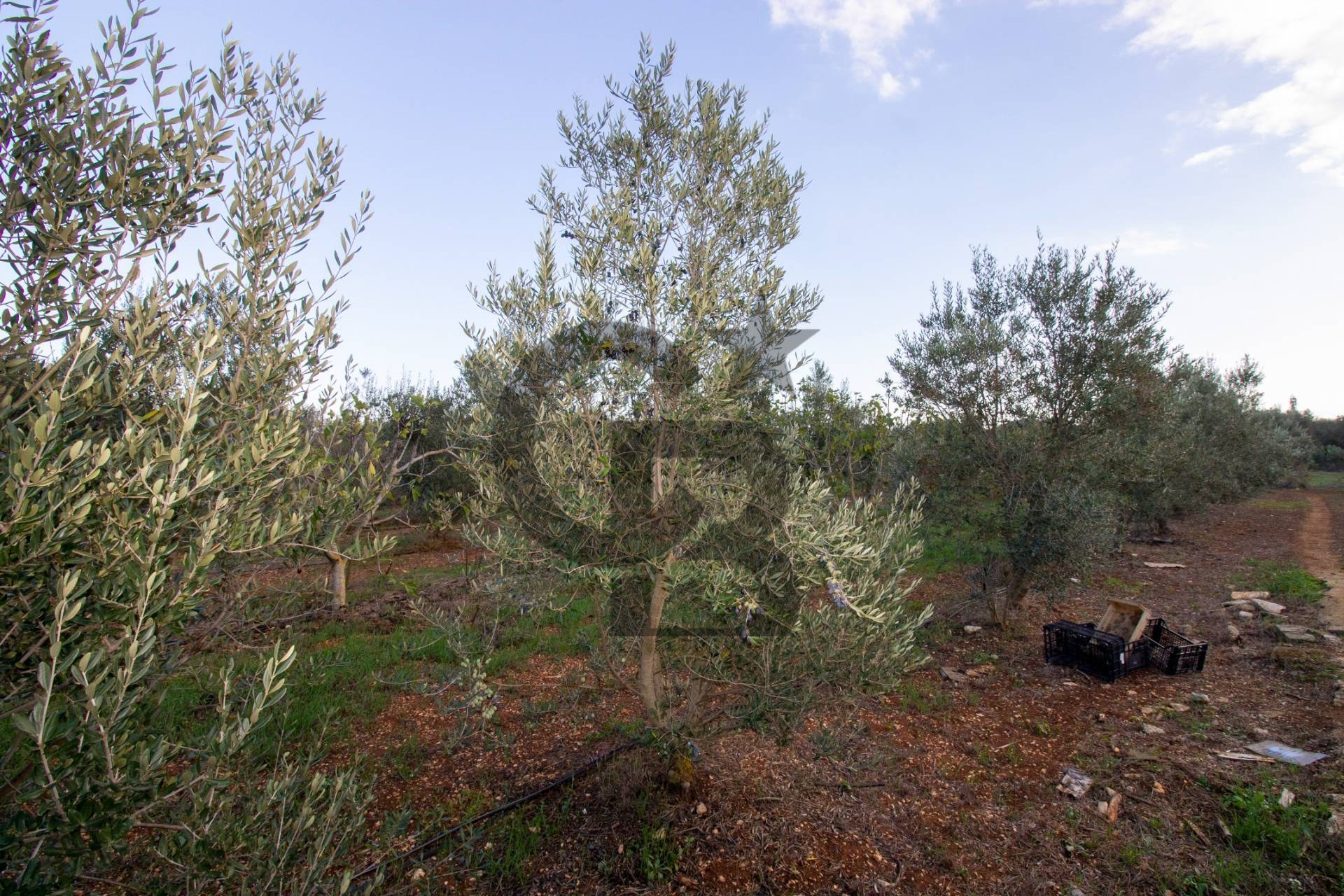 Terreno agricolo — San Vito dei Normanni